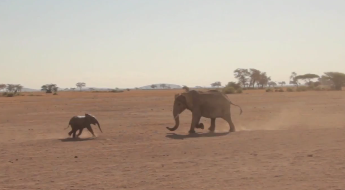 Kenya, VideoExtra, Elefant